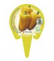 Pimiento Amarillo M-10,5 Capsicum annuum - 02025079 (3)