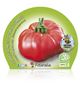 Tomate Omar Lebanese M-10,5 Solanum lycopersicum - 02025011 (2)