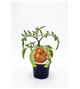 Tomate Ensalada Híbrido M-10,5 Solanum lycopersicum - 02025012 (1)