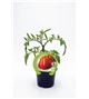 Tomate Corazón de Buey M-10,5 Solanum lycopersicum - 02025013 (1)