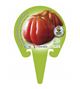 Tomate Corazón de Buey M-10,5 Solanum lycopersicum - 02025013 (3)