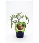 Tomate Negro M-10,5 Solanum lycopersicum - 02025015 (1)