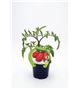 Tomate Pera Mata Alta M-10,5 Solanum lycopersicum - 02025016 (1)