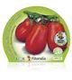 Tomate Pera Mata Alta M-10,5 Solanum lycopersicum - 02025016 (2)