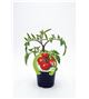 Tomate Racimo M-10,5 Solanum lycopersicum - 02025018 (1)