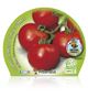Tomate Racimo M-10,5 Solanum lycopersicum - 02025018 (2)