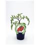 Tomate Cherry Pera M-10,5 Solanum lycopersicum - 02025006 (1)