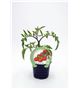 Tomate Cherry Redondo M-10,5 Solanum lycopersicum - 02025007 (1)