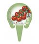 Tomate Cherry Redondo M-10,5 Solanum lycopersicum - 02025007 (3)