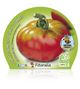 Tomate Esquenaverd M-10,5 Solanum lycopersicum - 02025010 (2)