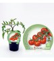 Tomate Cherry Redondo M-10,5 Solanum lycopersicum - 02025007 (1)