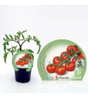 Tomate Cherry Redondo M-10,5 Solanum lycopersicum
