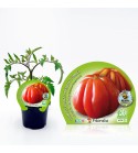 Tomate Corazón de Buey M-10,5 Solanum lycopersicum