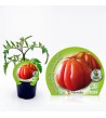 Tomate Corazón de Buey M-10,5 Solanum lycopersicum