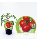 Tomate Racimo M-10,5 Solanum lycopersicum