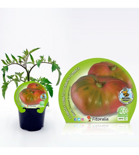 Tomate Rosa M-10,5 Solanum lycopersicum - 02025020 (1)