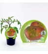 Tomate Rosa M-10,5 Solanum lycopersicum