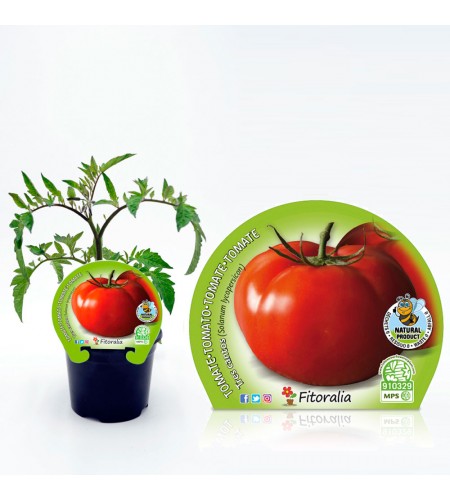 Tomate Tres Cantos M-10,5 Solanum lycopersicum - 02025098 (1)