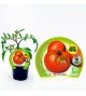 Tomate Ensalada Híbrido M-10,5 Solanum lycopersicum - 02025012 (1)