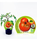 Tomate Ensalada Híbrido Merlín M-10,5 Solanum lycopersicum