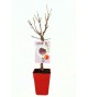 Melocotonero Enano Crimson Bonfire 5l - Prunus persica - 03055007 (1)