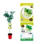 Lima 10 l (M-25) - Citrus × aurantiifolia - 03051004 (0)
