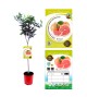Pomelo 10 l (M-25) - Citrus × paradisi - 03051013 (0)