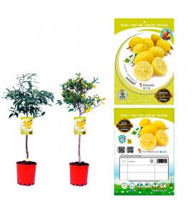 Limequat 10 l (M-25) - Citrofortunella × floridana - 03051005 (0)
