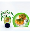 Tomate Raf M-10,5 Solanum lycopersicum