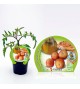 Tomate Colgar M-10,5 Solanum lycopersicum - 02025008 (1)