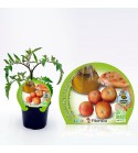 Tomate Colgar M-10,5 Solanum lycopersicum