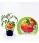 Tomate Esquenaverd M-10,5 Solanum lycopersicum - 02025010 (1)