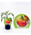 Tomate Esquenaverd M-10,5 Solanum lycopersicum