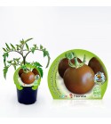 Tomate Negro M-10,5 Solanum lycopersicum