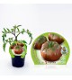 Tomate Negro de Crimea M-10,5 Solanum lycopersicum - 02025144 (1)