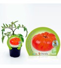 Tomate Brutus M-10,5 Solanum lycopersicum