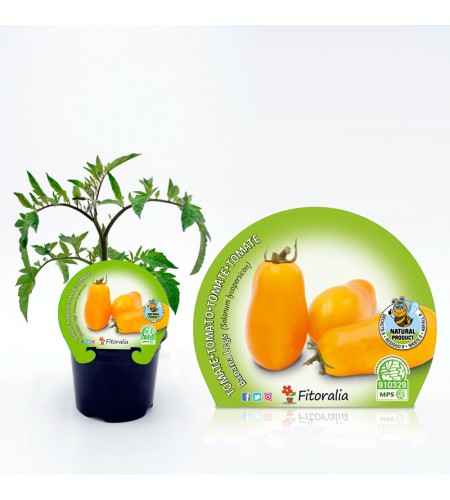 Tomate Banana Legs M-10,5 Solanum lycopersicum - 02025131 (1)
