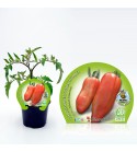 Tomate Corno M-10,5 Solanum lycopersicum