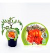 Tomate Montserrat M-10,5 Solanum lycopersicum