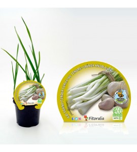 Ajo Tierno M-10,5 Allium sativum - 02025133 (1)