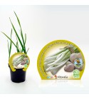 Ajo Tierno M-10,5 Allium sativum