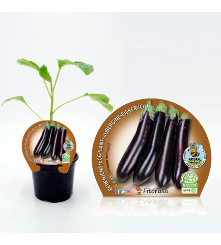 Berenjena Larga Negra M-10,5 Solanum melongena - 02025032 (0)