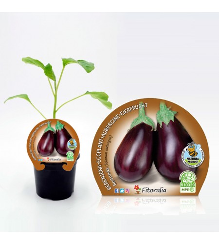 Berenjena Redonda Negra M-10,5 Solanum melongena - 02025033 (1)