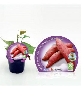Boniato Rojo M-10,5 Ipomoea batatas - 02025108 (1)