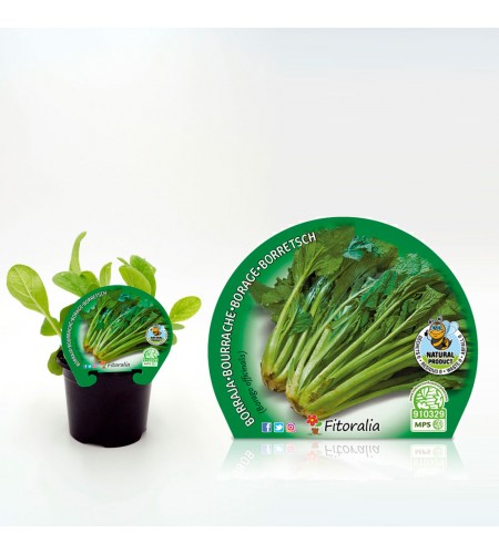 Borraja M-10,5 Borago officinalis - 02025083 (1)