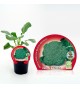 Brócoli M-10,5 Brassica oleracea var. italica - 02025050 (1)