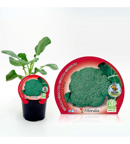 Brócoli M-10,5 Brassica oleracea var. italica - 02025050 (1)