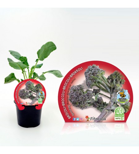 Brócoli Sprouting M-10,5 Brassica oleracea var. italica - 02025148 (1)