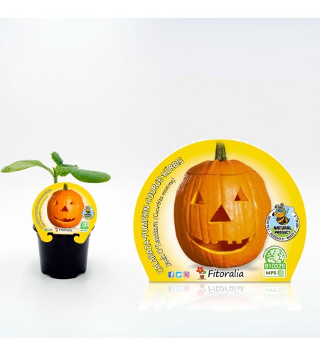 Calabaza Halloween M-10,5 Cucurbita maxima - 02025130 (1)