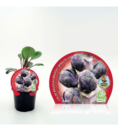 Col Bruselas Morada M-10,5 Brassica oleracea var. gemmifera - 02025158 (1)